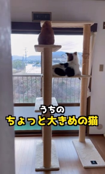 キャットタワーでくつろぐ「ちょっと大きめの猫」が話題に（直美さん提供、Instagramよりキャプチャ撮影）