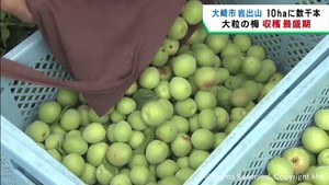 梅の収穫が最盛期　梅干しなどの加工用　宮城・大崎市