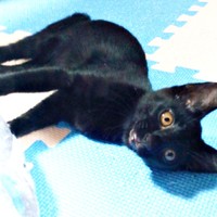 お迎え当初のナツちゃん。すくすくと成長していきました（画像提供：ミキサーさん）