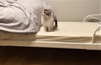 旦那さんが立ち上がったら・・・（かにさん提供、twitterよりキャプチャ撮影）