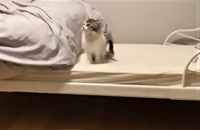 旦那さんが立ち上がったら・・・（かにさん提供、twitterよりキャプチャ撮影）