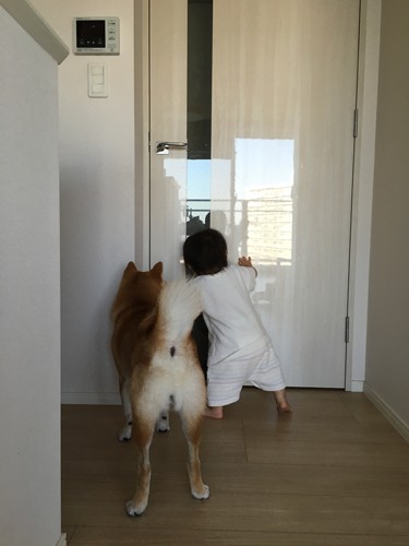 『子守り柴犬　銀兄ちゃん』より