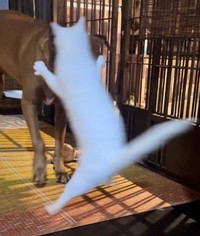 「わっ！」犬さんを全力で驚かせようとする猫さんですが！？（画像提供：ジョーは犬&猫と共に古民家で暮らしているさん）