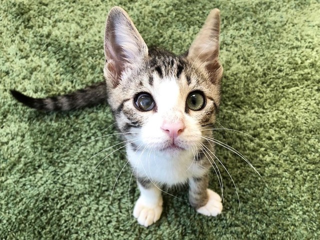 こんな瞳で見つめられたらたまらない