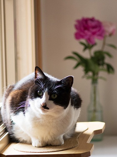 「部屋に花が飾ってあるのが自慢なんだって」（小林写函撮影）