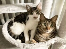 アパートの通風口で生まれた姉妹猫　家に迎え３年、在宅勤務で「奇跡的な可愛さ」堪能