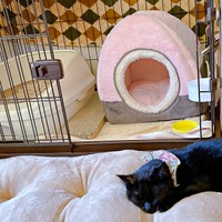 ケージから少しずつ出てくるようになったかのさん（画像提供：雲母あおさん）