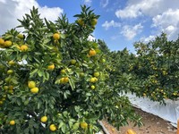 今年のみかんは出来がよく味もいいという（画像提供：杉本幸介さん）