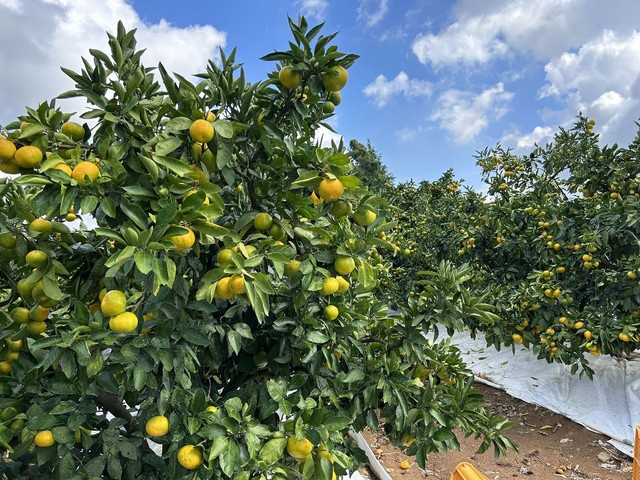 今年のみかんは出来がよく味もいいという（画像提供：杉本幸介さん）