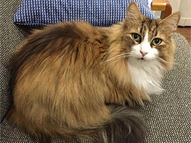 一緒にソファでくつろいで　ノルウェージャンの「モカ」