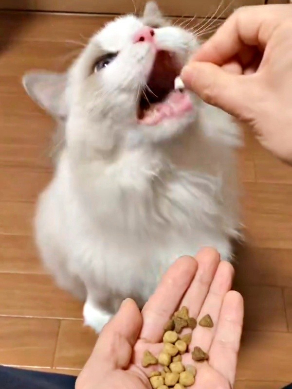 白い錠剤を近づけると口を開けることらちゃん（画像提供：ことら モフドールさん）