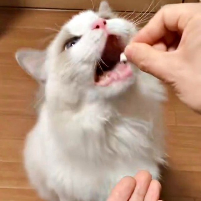 白い錠剤を近づけると口を開けることらちゃん（画像提供：ことら モフドールさん）