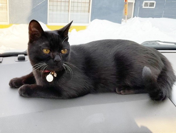 2020年10月ころ、まだヒゲが白かった望那くん（画像提供：彩月&萌花にゃんさん）