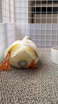 卵が見えています