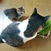 先住猫が猫草を食べるのを見つめる正宗くん（画像提供：よしゅあさん）