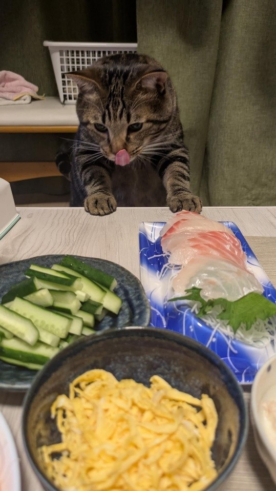 人間のご飯をチェックする食いしん坊な姿もかわいい