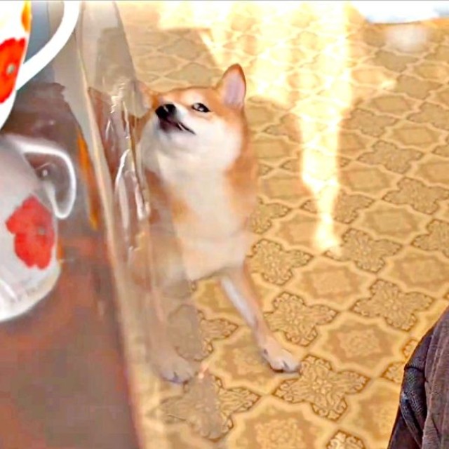 お顔や尻尾をふりふりしてアピールを続けるようこちゃん（画像提供：シバシバお豆さん）