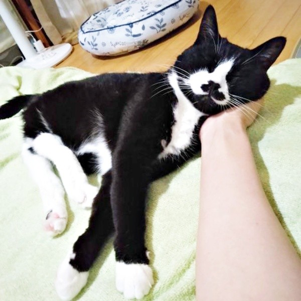 飼い主さんの手に頭をのせて眠るまめちゃん（画像提供：まめさん）