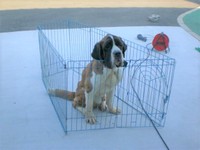 動物管理センターでお母さんと初めて対面した時のミントちゃん。辛うじて座っているよう