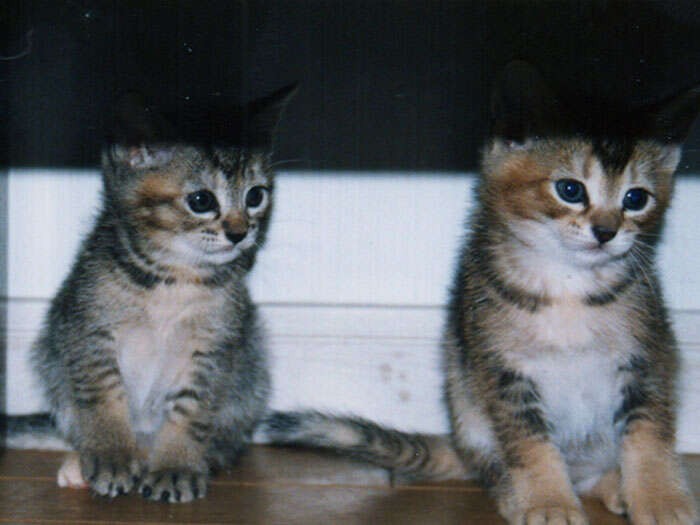 だんだん大きくなってきて、離乳も完了！譲渡先も決まった、最後の日々