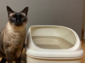 腎臓病の早期発見で長生きを　猫の「おしっこチェックキット」を体験