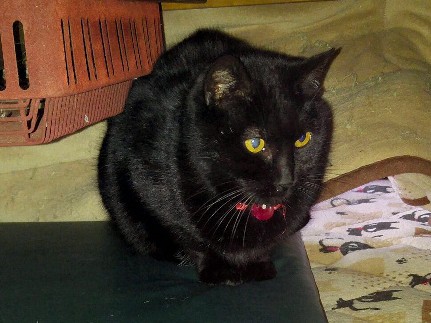 臆病だったけど、今ではすっかり人に慣れたよ！　黒猫のくー