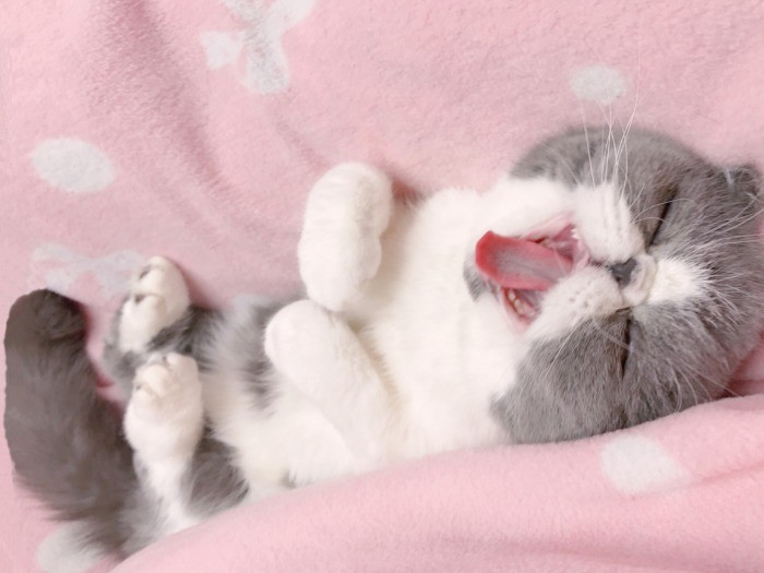 「笑っちゃえー」（へそ天にゃんこ/三笠書房）