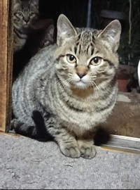 鼻や口元の形が整っている＝gatita_himawariさん提供