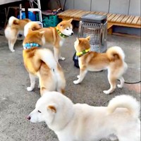 茶太郎くんの声かけもむなしく、ゆずちゃんと茶太郎くんは夢中で遊び始めました（画像提供：柴犬みかんと白柴Q太郎と佐藤さん）