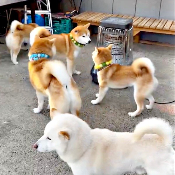 茶太郎くんの声かけもむなしく、ゆずちゃんと茶太郎くんは夢中で遊び始めました（画像提供：柴犬みかんと白柴Q太郎と佐藤さん）