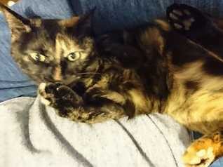 ついに運命の猫砂と出会った　でも、なぜか部屋でプ～ン！