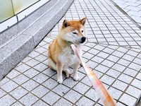 拒否柴になったあんずちゃん（画像提供：すづきさん）