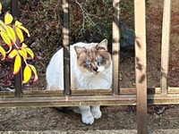 庭に現れるようになったぴーちゃん（画像提供：hiroさん）