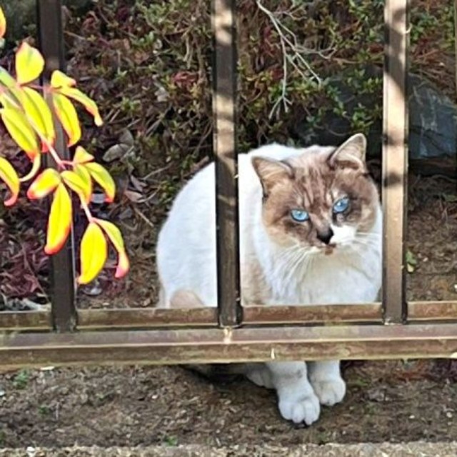 庭に現れるようになったぴーちゃん（画像提供：hiroさん）