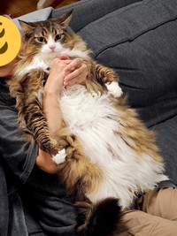 いつも凛々しいお顔