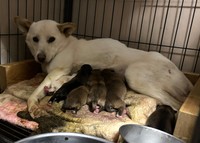 お母さん犬すずちゃんと子犬たち。ふぅちゃん（右端）はおっぱいをあまり飲めなかった