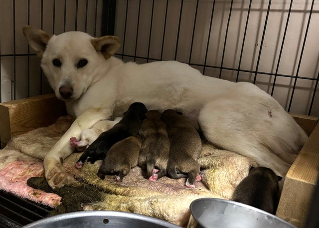 お母さん犬すずちゃんと子犬たち。ふぅちゃん（右端）はおっぱいをあまり飲めなかった