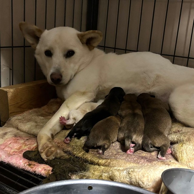 お母さん犬すずちゃんと子犬たち。ふぅちゃん（右端）はおっぱいをあまり飲めなかった