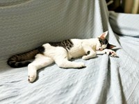 お迎えから1カ月後、先住猫の特等席で爆睡するしおちゃん（画像提供：猫のしお むすび 飼い主はろでさん）