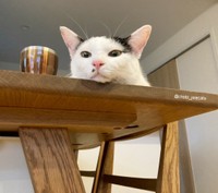 ツンデレギャップが魅力のジョアちゃん