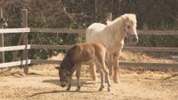 飼育員も驚いた理由は…「ドイツの森」で馬の赤ちゃんが初誕生　岡山・赤磐市