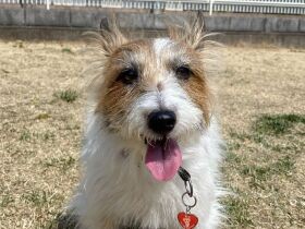 3.11の後に保護されたジャックラッセルテリア「ガブ」　今はボール遊びに夢中