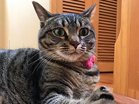 新しく小さい子が来たの？気になるなあ　ミックス猫の「茶衣」　