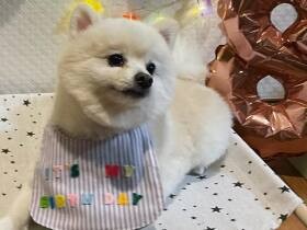 お姉ちゃんおやつちょうだい～　健気に待つポメラニアン「ヴァニラ」
