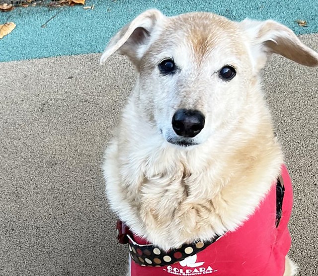 元保護犬のHanaちゃん