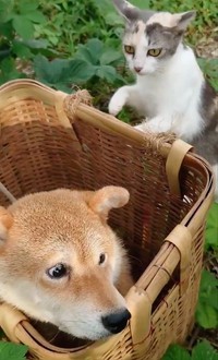 菜園に同行した柴犬、ひまわりちゃん。お気に入りの背負いカゴの中にいると背後からタダならぬ気配が…（動画からキャプチャー／提供：柴桜 三朗太さん）