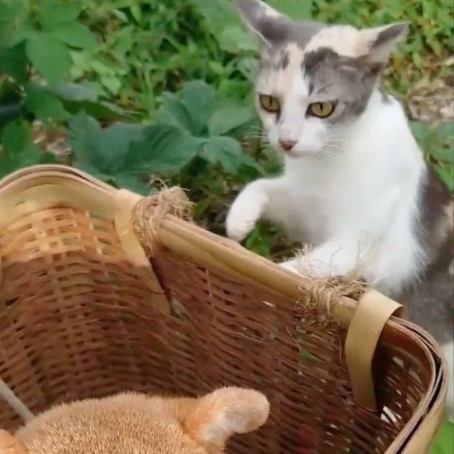 菜園に同行した柴犬、ひまわりちゃん。お気に入りの背負いカゴの中にいると背後からタダならぬ気配が…（動画からキャプチャー／提供：柴桜 三朗太さん）