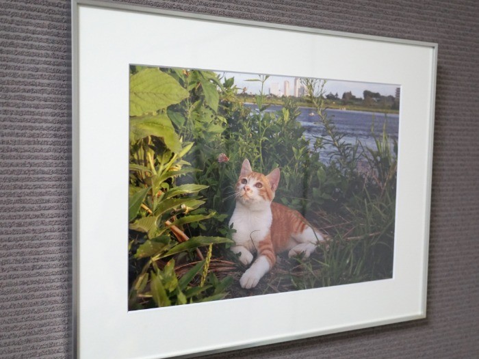 鈴木さん宅の一室に飾られた、小西修さんが撮影した多摩川時代のチャトランちゃん（生後２ヶ月）の写真