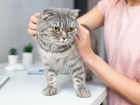 【連載最終回】犬や猫とできるだけ長く一緒に生きる　飼う以外の選択肢