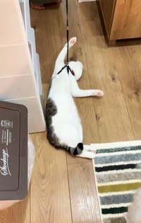 猫さんにリードを付けたらモップのような状態に！（「ツナchunaland」さん提供、Instagramよりキャプチャ撮影）